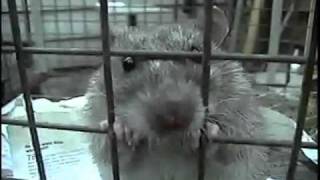 Screaming Rat Trapped in Cage [upl. by Nilya839]