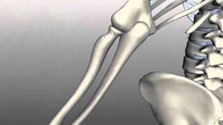 Radius and Ulna  Anatomy Tutorial [upl. by Tillio]