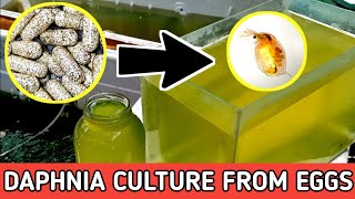 HOW TO HATCH DAPHNIA EGGS  HOW TO CULTURE DAPHNIA [upl. by Molli]