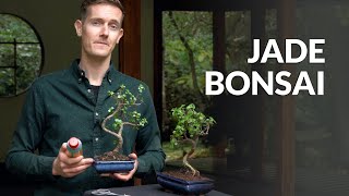 Jade Bonsai tree care [upl. by Dazhahs]