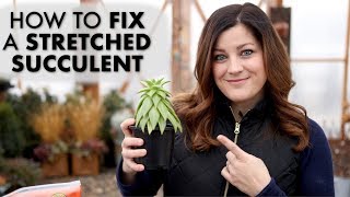 How to Fix a Leggy or Stretched Succulent ✂️🌵 Garden Answer [upl. by Lartnom]