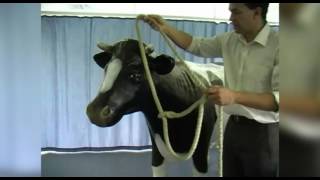 Applying a cow halter [upl. by Selway]