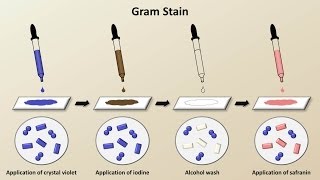 Classification of Bacteria Antibiotics  Lecture 1 [upl. by Prescott431]