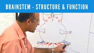 Brainstem  Structure and Function  Neuroanatomy [upl. by Schiro558]