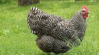 Barred Rock Chickens  Selfreliant Heritage Meat And Eggs [upl. by Allisurd]