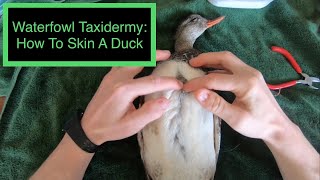 Waterfowl Taxidermy How To Skin A Bird [upl. by Nired814]