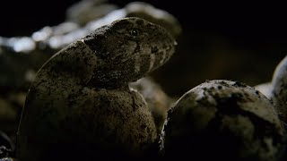 Hatching of Ancient Tuatara Reptiles  Wild New Zealand  BBC Earth [upl. by Ahsaetan]