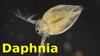 Daphnia [upl. by Bonilla]