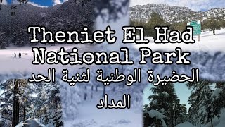 Theniet El had National Park  Meddad  Winter Season  Tissemsilt Province  Algeria [upl. by Dalli]