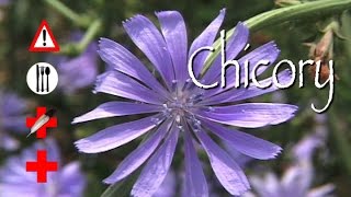 Chicory Edible Medicinal amp Cautions [upl. by Nnayelsel]