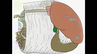 Bovine Omentum [upl. by Devonna]