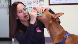 How to Brush Your Dogs Teeth [upl. by Rayna]