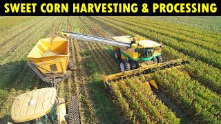 Sweet Corn Harvesting amp Processing  Corn Farming  Cultivation [upl. by Sapphira540]