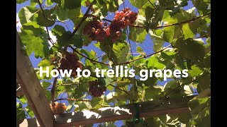 How to trellis grapes build a trellis prune a vine [upl. by Mcclure]