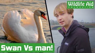 SWAN VS MAN Can we rescue it [upl. by Occer]