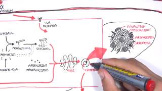 Physiology of Lipoproteins Cholesterol [upl. by Eelorac677]