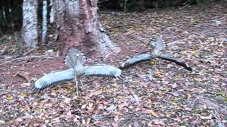 Curlews in Breeding Season [upl. by Adina170]