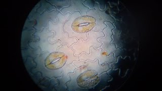 Práctica de observación de estomas Observation of stomata in plant epidermis [upl. by Ahsias]