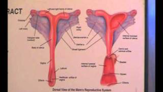 Equine Reproductive Ultrasound Techniques [upl. by Chernow330]