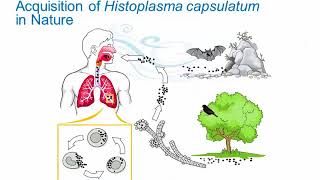 Dimorphic Fungi Histoplasmosis Hot Topic [upl. by Lapham]