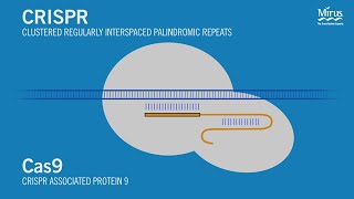 CRISPRCAS9  General Mechanism [upl. by Whiting660]