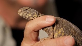 6 Facts about SpinyTailed Lizards  Pet Reptiles [upl. by Maze]