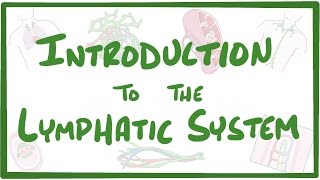 LYMPH NODE Anatomy amp Histology Simplified  Lymphatic System [upl. by Parrie198]