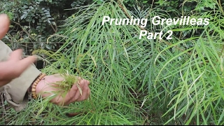 Pruning Grevilleas Part 2 [upl. by Haiacim]