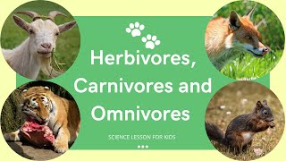 Herbivores Carnivores and Omnivores  What Animals Eat  Types of Animals  Science Lesson for Kids [upl. by Carn]