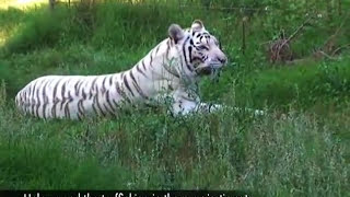 Lion VS Tiger  LIGER [upl. by Benedicto]