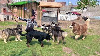 Ready Ho Jao Sab Dogs Give Away Hone Lge Hain😍 [upl. by Percival332]