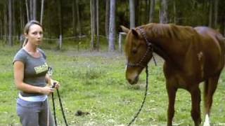 Natural Horsemanship Basics [upl. by Angi]