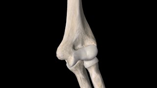 Superior Limb Osteology Humerus Ulna Radius [upl. by Abeh16]