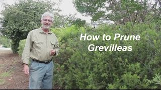 How to Prune Grevilleas  Part 1 [upl. by Aicelef]