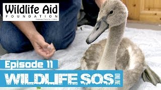 Wildlife SOS Online  Episode 11 [upl. by Elysia]