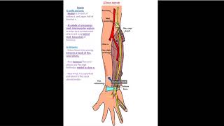 Ulnar Nerve part 1  Dr Ahmed Farid [upl. by Yot]