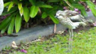 BushStone curlews making their strange quotwailingquot calls [upl. by Latia]