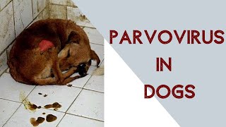 Parvo virus in dogs [upl. by Nnire466]