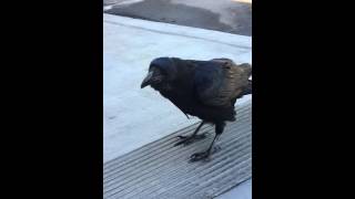 crow conversation talking to a crow [upl. by Pohsib]