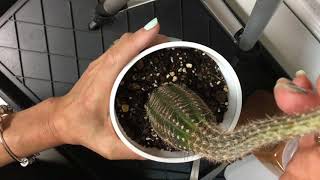 How to Fix an Etiolated Cactus with Plant Surgery [upl. by Eeruhs]