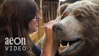 Inside the World Taxidermy Championships  Taxidermists [upl. by Huei]