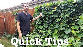 How to Grow a Luffa Plant [upl. by Aelegna]