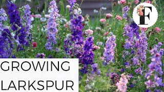 How to Grow Larkspur Flowers in the Hardy Annual Cut Flower Garden [upl. by Nevram731]