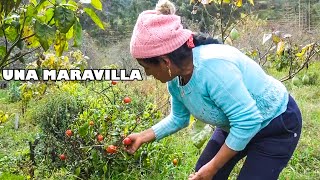 VENTAJAS DE VIVIR EN EL CAMPO  Señora Marianita [upl. by Noraed]