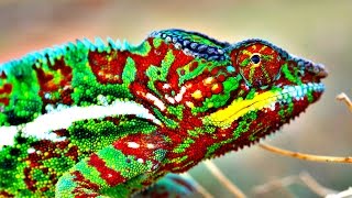 How Do Chameleons Change Color [upl. by Nealah]