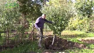 TRANSPLANTER un ARBRE FRUITIER🍎Comment faire pour réussir [upl. by Golub536]