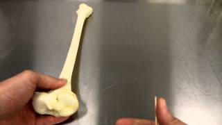 SKELETAL SYSTEM ANATOMY Bones of the lower leg Tibia [upl. by Oelgnaed]