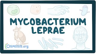 Mycobacterium leprae  an Osmosis Preview [upl. by Oatis]