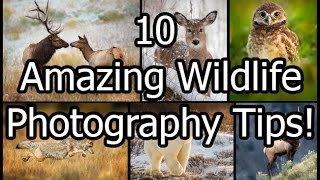 10 Amazing Wildlife Photography Tips [upl. by Aennyl]