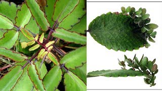 3 Ways To Grow Kalanchoe Pinnata  Kalanchoe Kataka Taka [upl. by Fransen2]